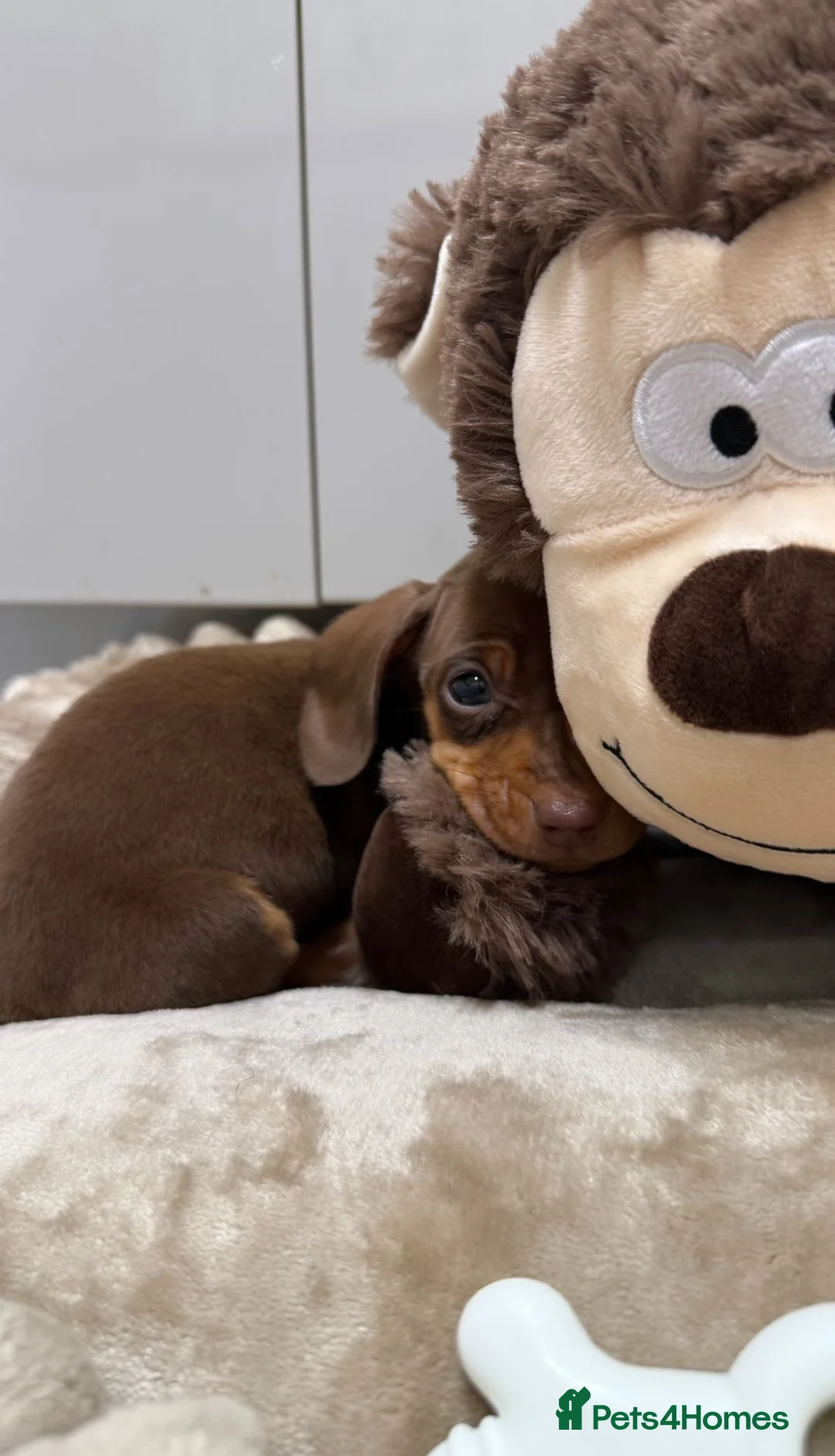 Dachshund dogs for sale: True To Type Miniture Dachshund Puppies  - Advert 6