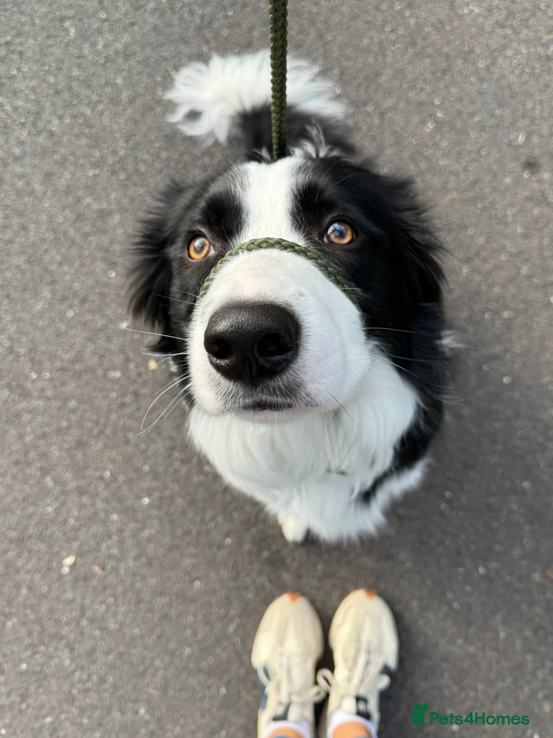 Border Collie dogs for sale: Border Collie Boy  - Advert 7