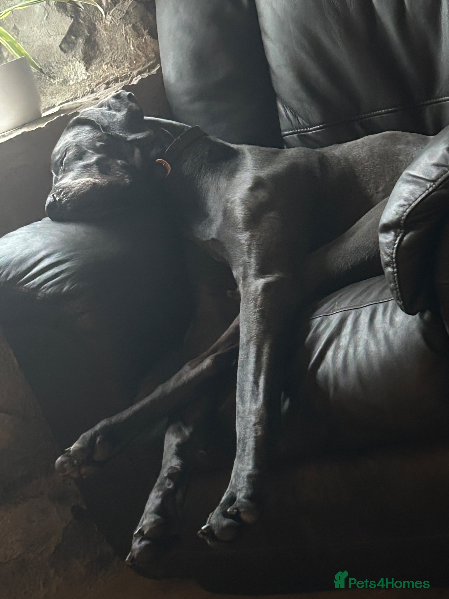 Great Dane dogs for sale: Beautiful Blue Great Dane – Willow (2 years old) in Stoke-on-Trent - Advert 2