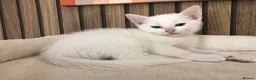 Khao Manee cats for sale: 4 months old khao manee kitten for sale male  - Advert 4