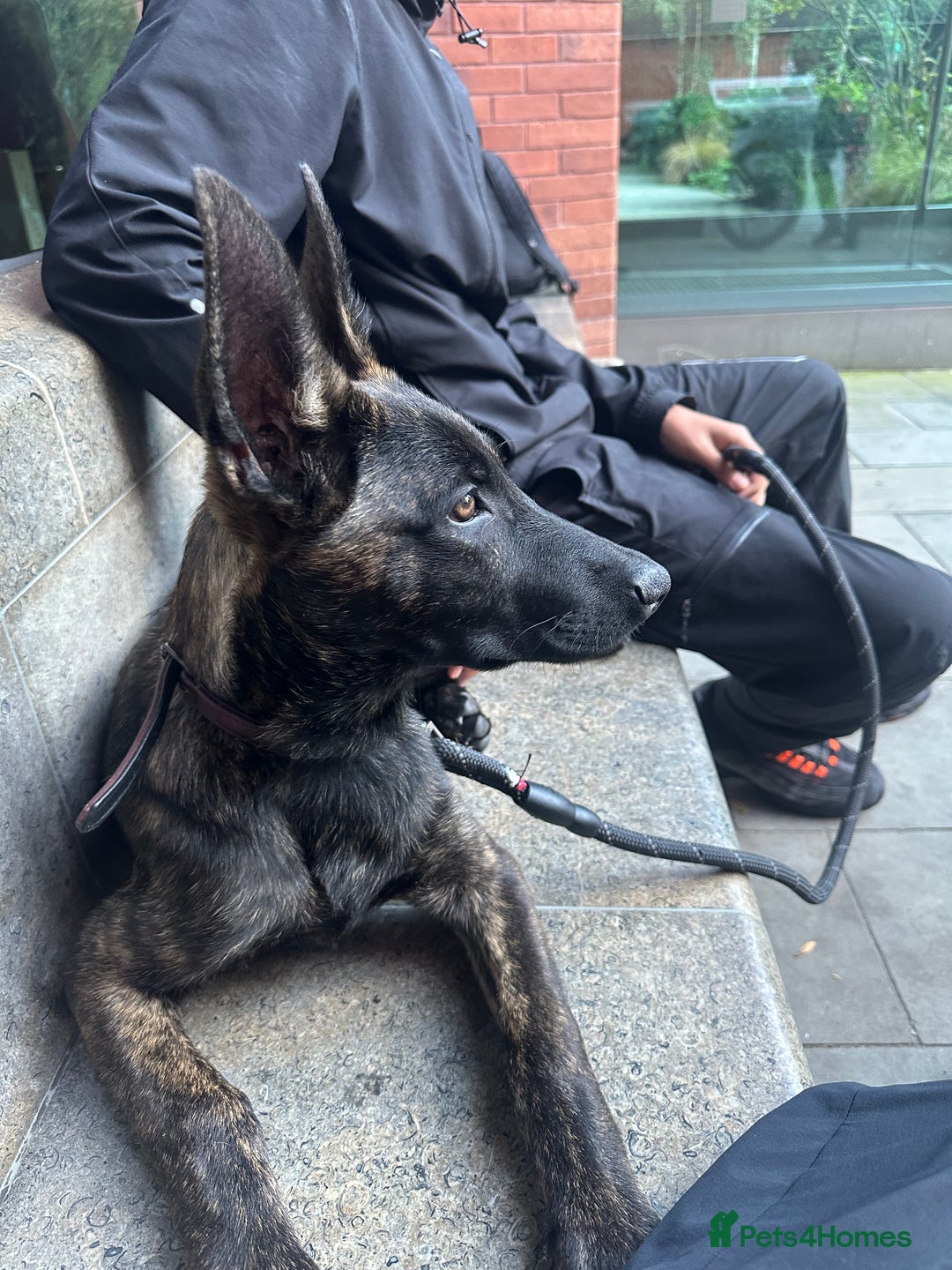 Belgian Shepherd Dog dogs for sale: Max the Dutch shepherd  - Image 5