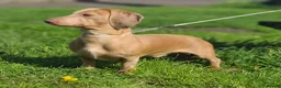 Dachshund dogs for stud: KC registered dachshund for stud - Advert 5