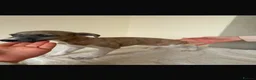 Whippet dogs for sale: Beautiful KC Registered Whippet pups for sale in Whitehaven - Advert 12