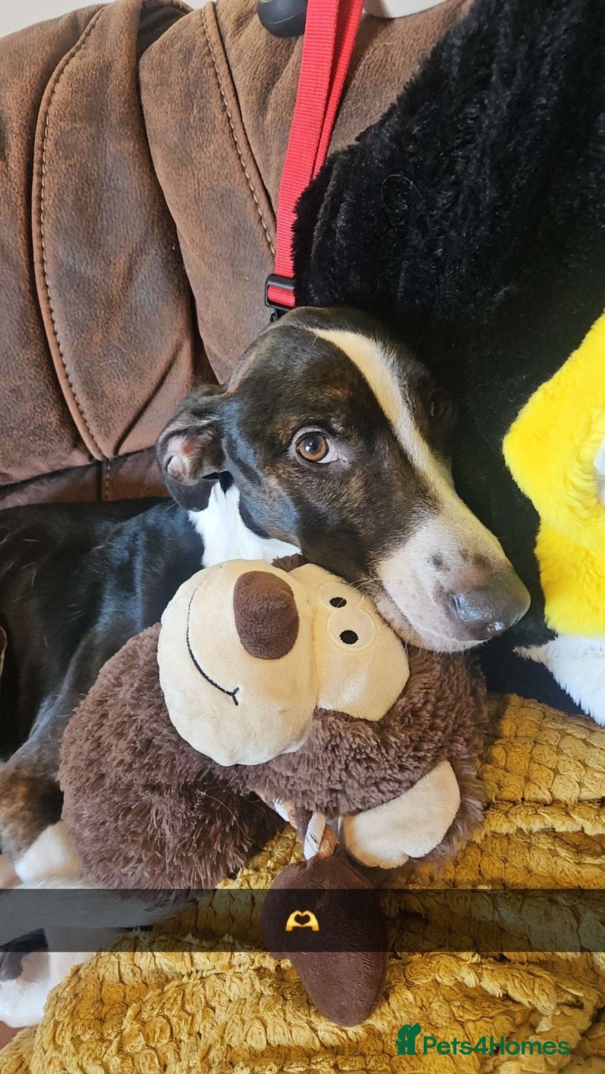 Mixed Breed dogs Staffy/lurcher  in Redditch - Advert 1