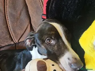 Mixed Breed dogs Staffy/lurcher in Redditch - Advert 1