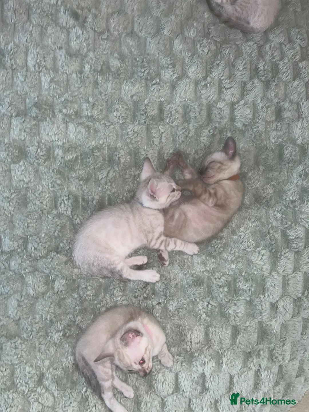 Bengal cats for sale: Stunning Snow Bengal Kittens For Sale - Advert 2