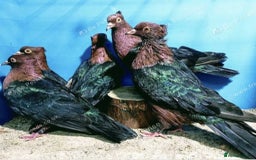 Pigeons birds for sale: RARE GREEN WING ARCHANGEL PIGEONS - Image 1