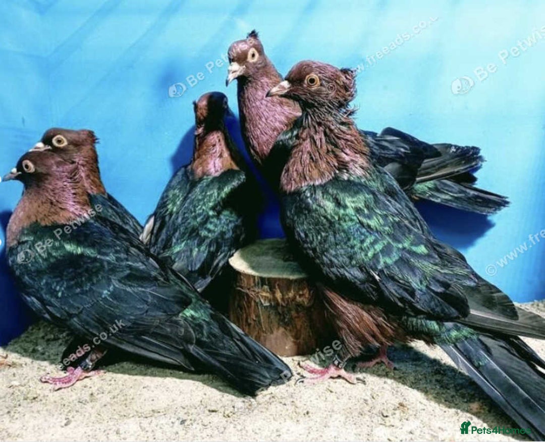 Pigeons birds for sale: RARE GREEN WING ARCHANGEL PIGEONS - Image 1