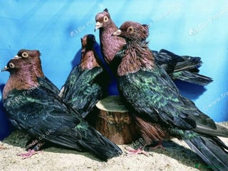 Pigeons birds RARE GREEN WING ARCHANGEL PIGEONS - Advert 9