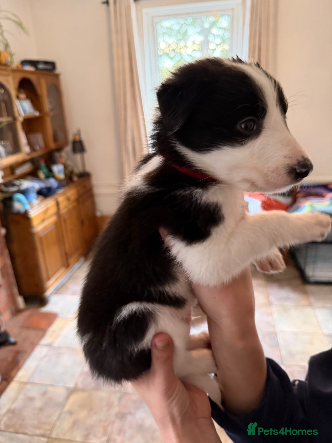Border Collie dogs for sale: Pure Breed Boarder Collie Pups - Image 22
