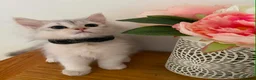British Longhair cats for sale: British longhair  - Advert 1