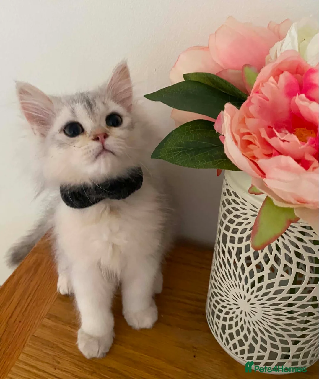 British Longhair cats for sale: British longhair  - Advert 1