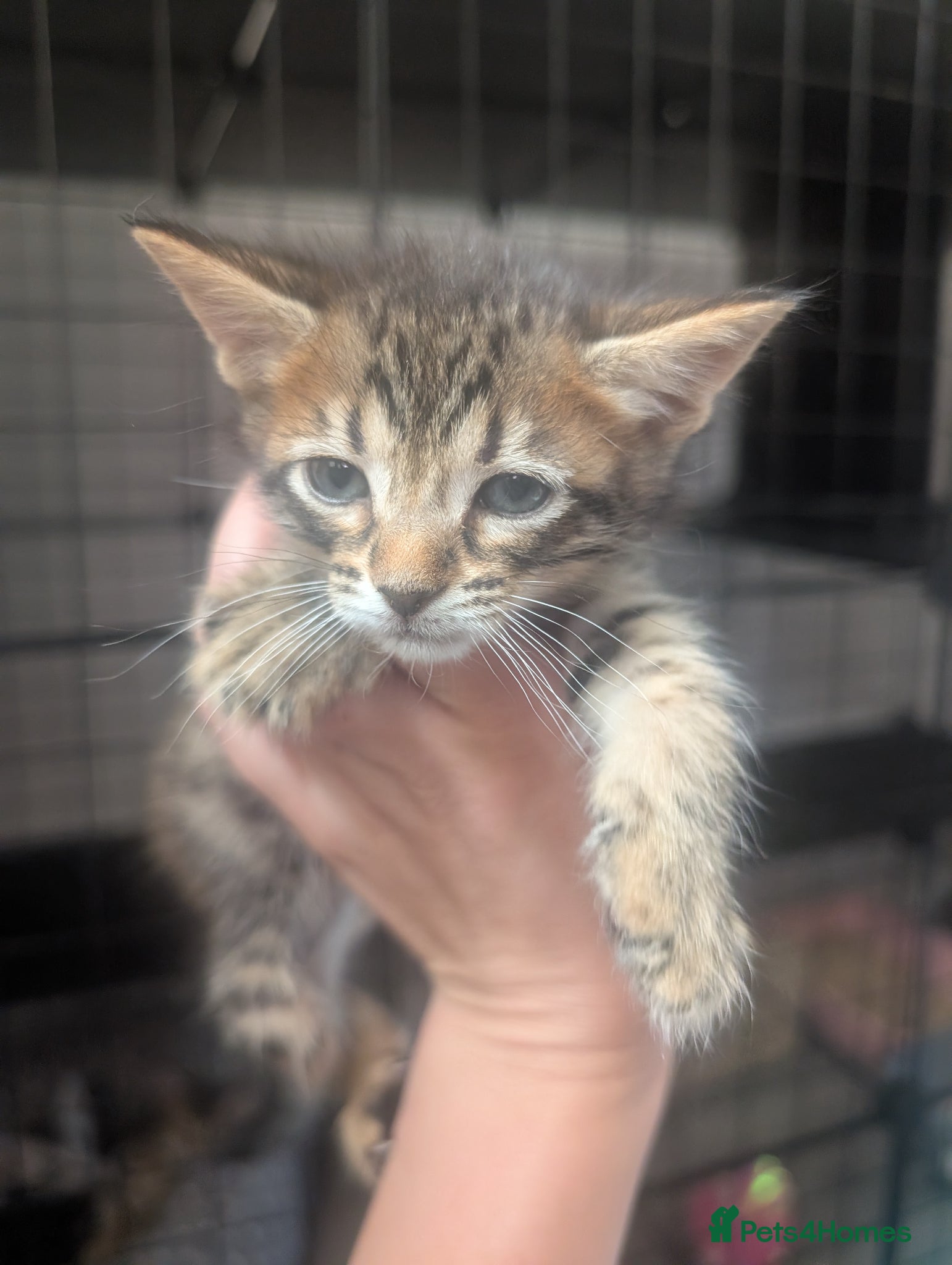 Mixed Breed cats Beautiful mainecoon/savannah - Advert 2