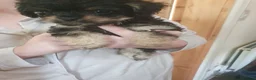 Chipoo dogs for sale: Adorable chihpoo puppies.  - Advert 8