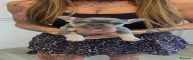 French Bulldog 5