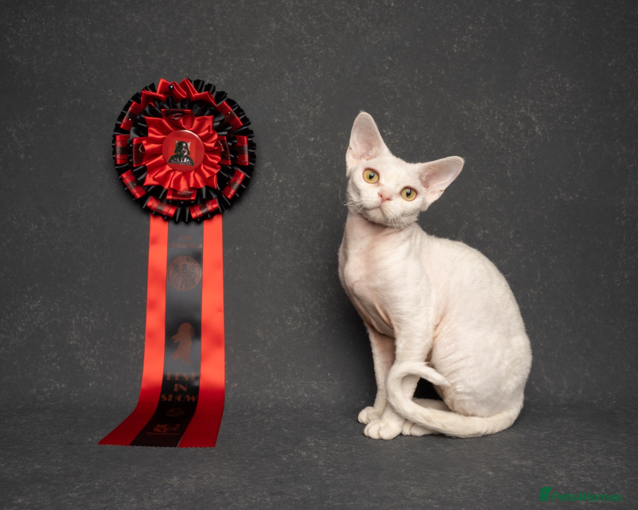 Devon Rex cats Superb Proven Devon Rex Stud  - Advert 10