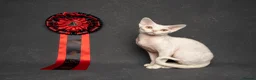 Devon Rex cats for stud: Superb Proven Devon Rex Stud  - Advert 1