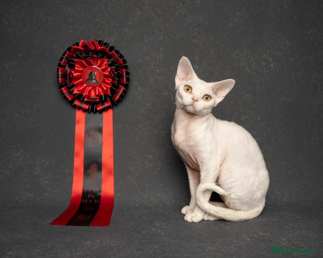 Devon Rex cats for stud: Superb Proven Devon Rex Stud  - Advert 1
