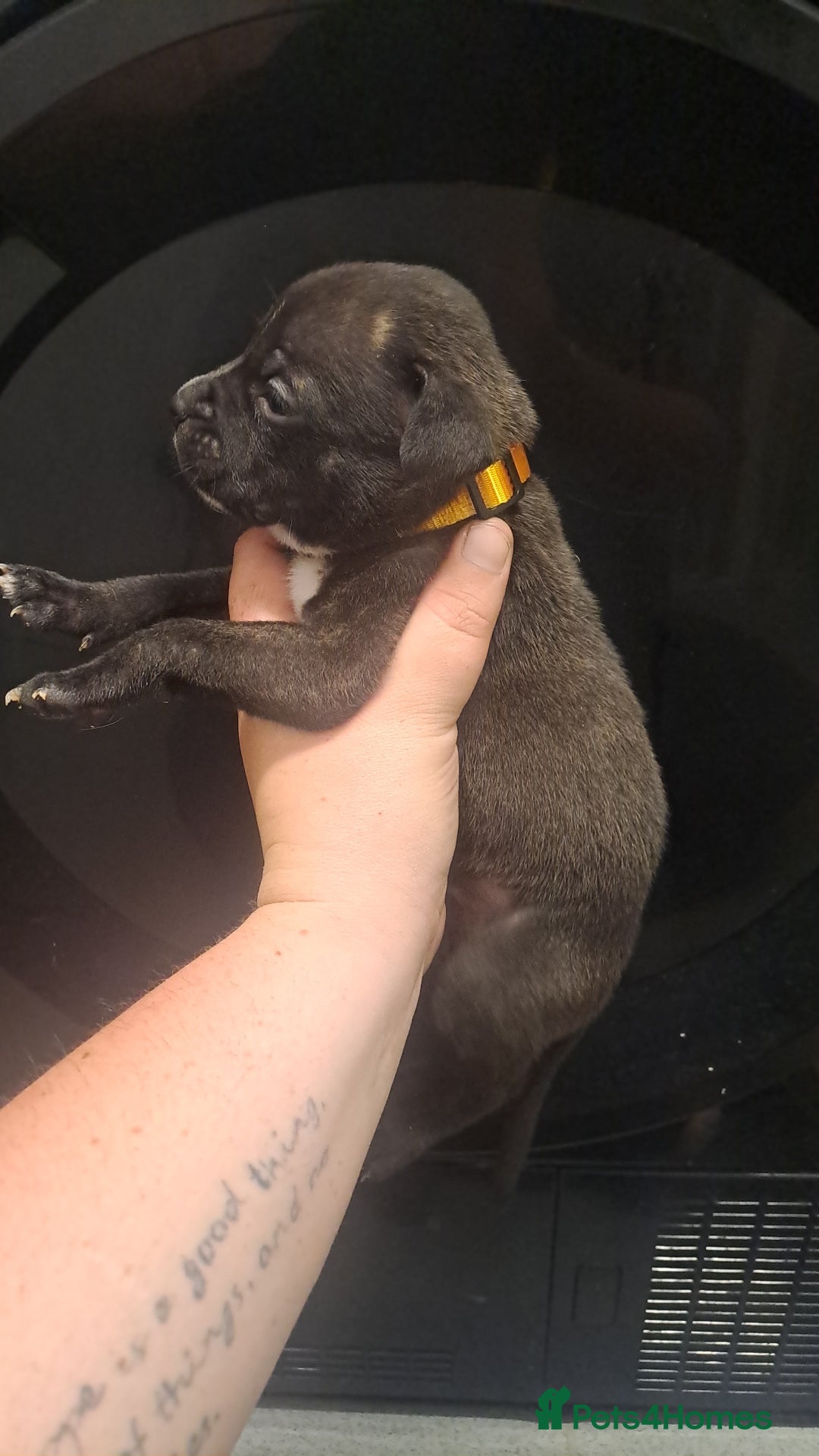 Staffordshire Bull Terrier dogs for sale: Staffordshire bull terrier puppies  - Image 13