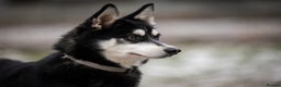 Siberian Husky dogs for adoption: TUCKER – Male Siberian Husky - Advert 3
