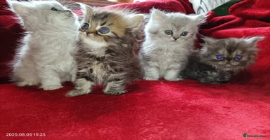 Persian cats - Advert 13