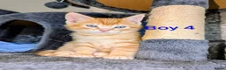 Mixed Breed cats for sale: Gorgeous Tabby Kittens for sale Ready June 17 - Advert 26