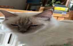 Ragdoll cats for sale: Blue mitted and bicolour ragdolls - Image 20