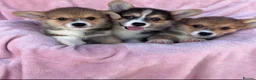 Welsh Corgi Pembroke dogs for sale: Welsh Pembroke corgi - Advert 4