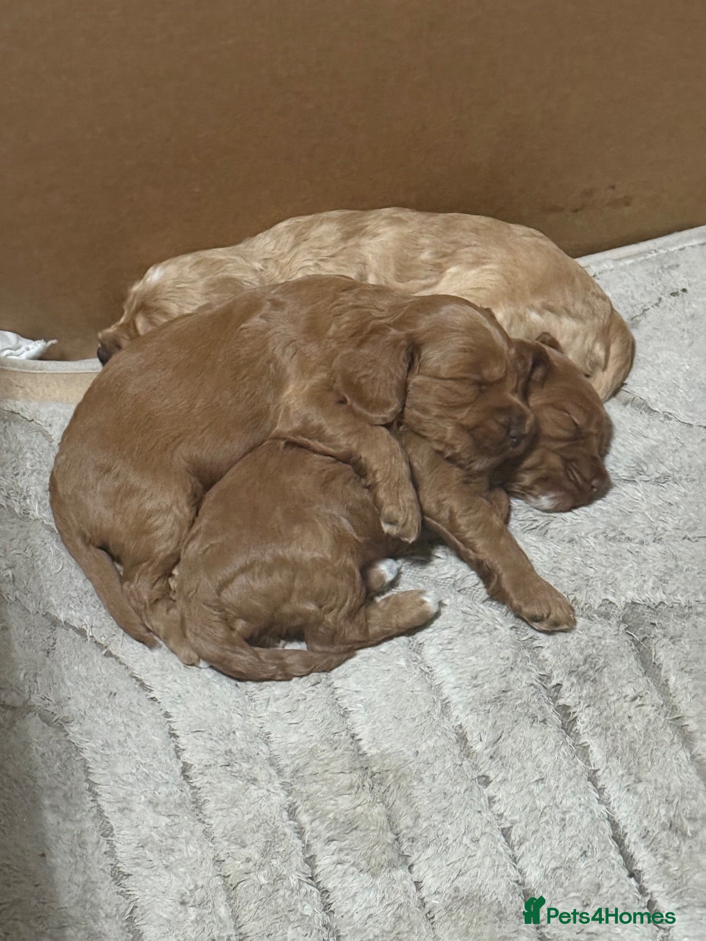Cockapoo dogs F2 Cockapoo Puppies - Advert 2