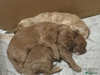 Cockapoo dogs 2 PUPS REMAINING - F2 Cockapoo Puppies - Advert 13