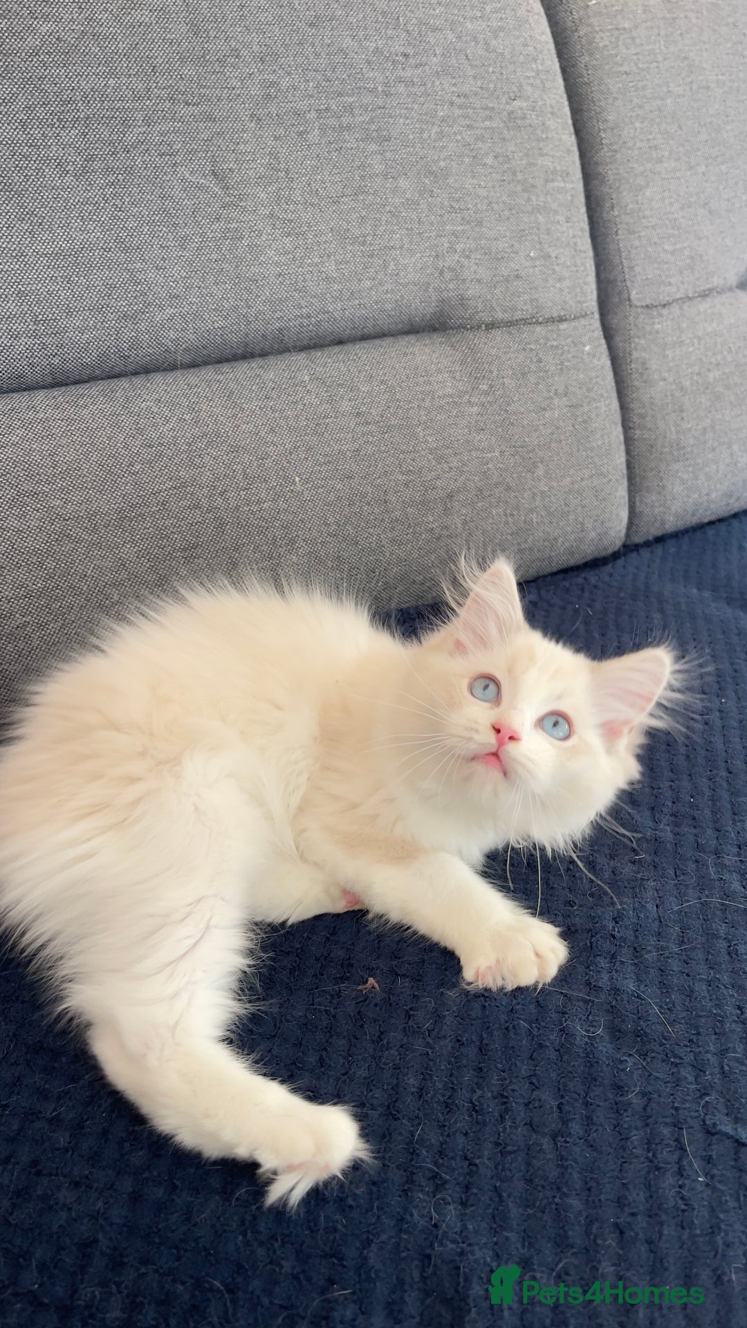 Ragdoll cats for sale: 🌟 Stunning TICA Ragdoll Kittens – Ready Now! - Advert 11