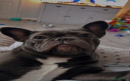 French Bulldog dogs for sale: French bulldog pup  - Image 6