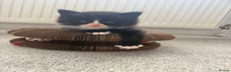 British Longhair cats for sale: 5 adorable kittens  - Advert 22