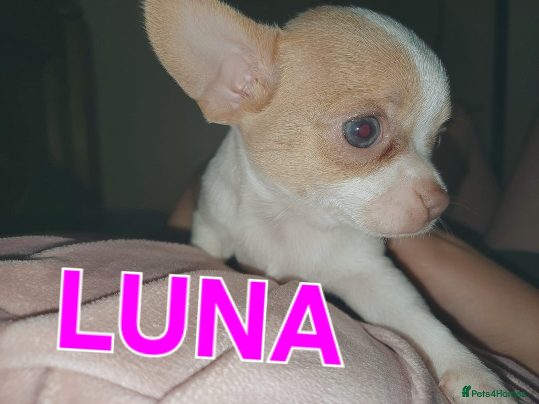 Chihuahua dogs for sale: Chihuahua pups stunning - Image 19