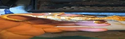 Gecko reptiles for sale: Baby gargoyle geckos and baby cresties lilys etx - Advert 27