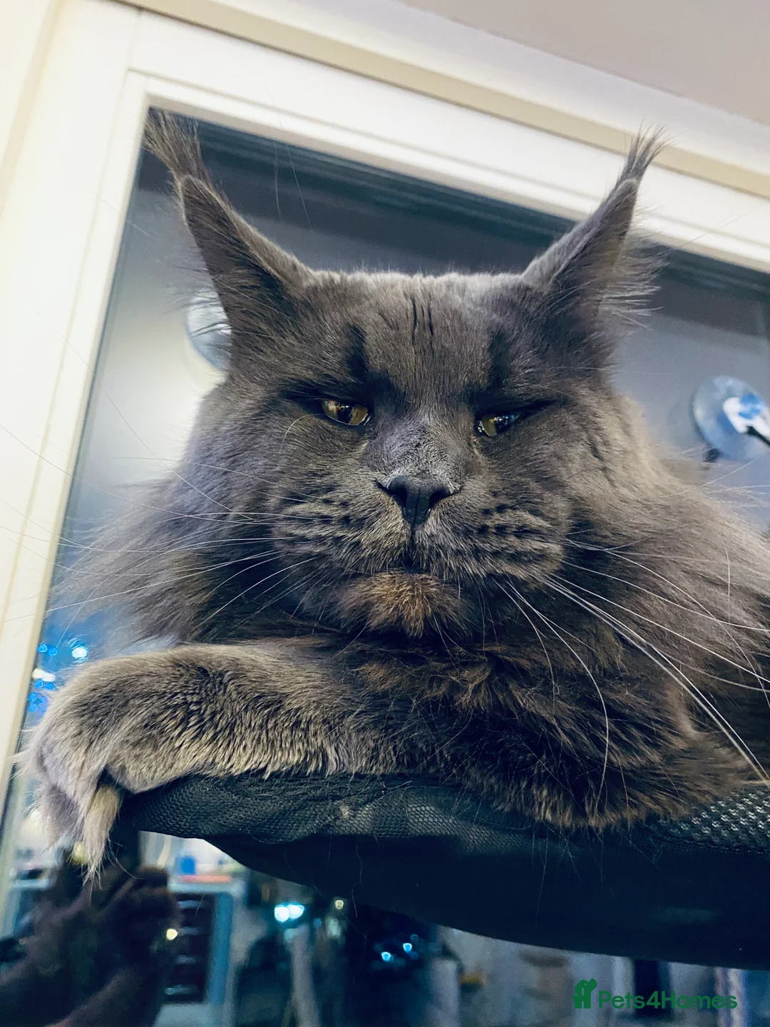 Maine Coon cats for stud: SOLID*BLUE*MAINE*COON*Russian*🇷🇺*Line*for STUD. in London - Advert 8