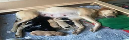 Labrador Retriever dogs for sale: Labrador Puppies Yellow and Black  - Advert 3