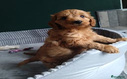 Cockapoo dogs for sale: F1B Cockapoos puppies - Image 7
