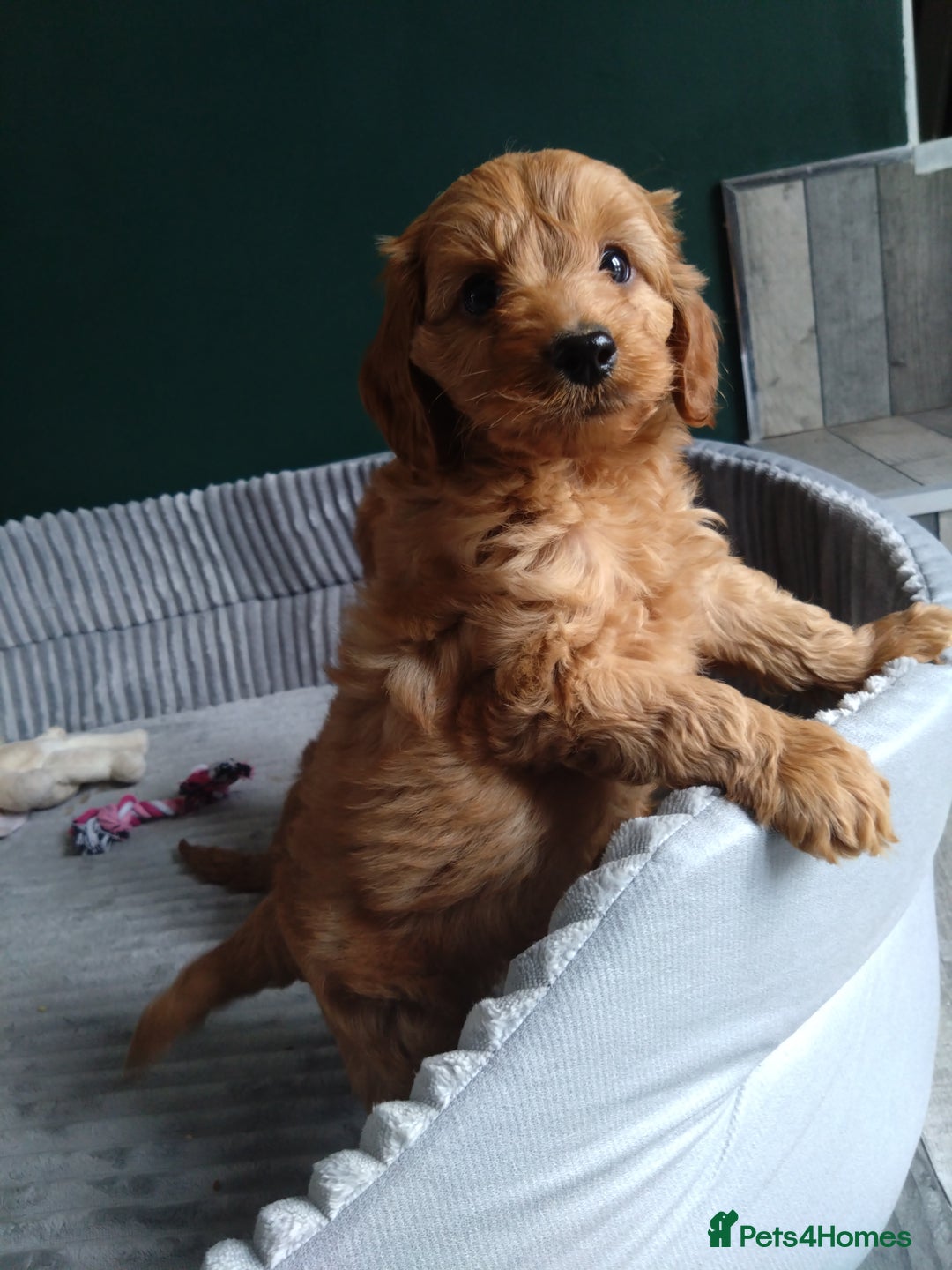 Cockapoo dogs for sale: F1B Cockapoos puppies - Image 7
