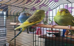 Budgerigars birds for sale: Baby budgies - Image 5