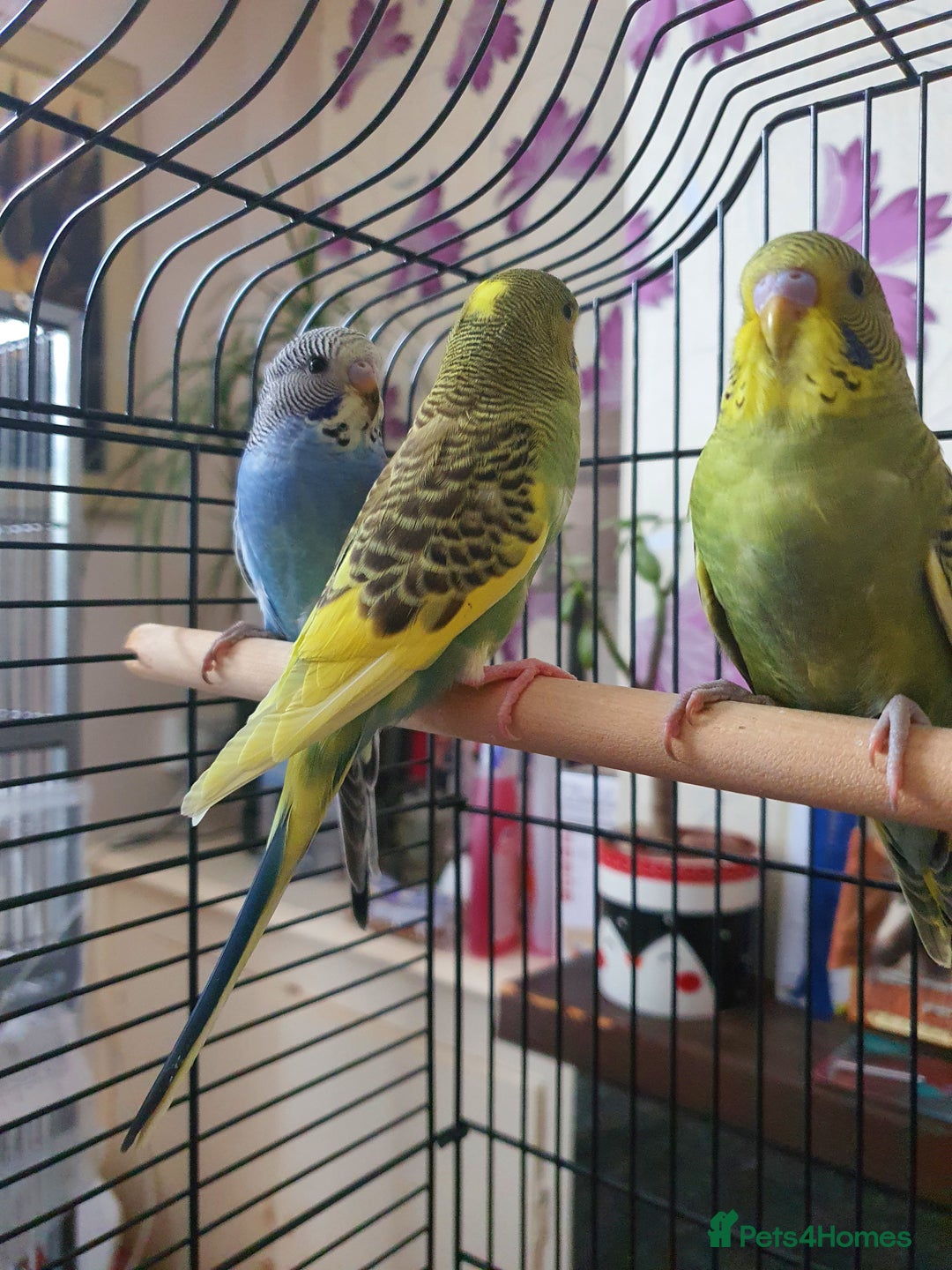 Budgerigars birds for sale: Baby budgies - Image 5