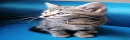 Mixed Breed cats for sale: Adorable kittens  - 8 weeks old - various colours in Chertsey - Advert 9
