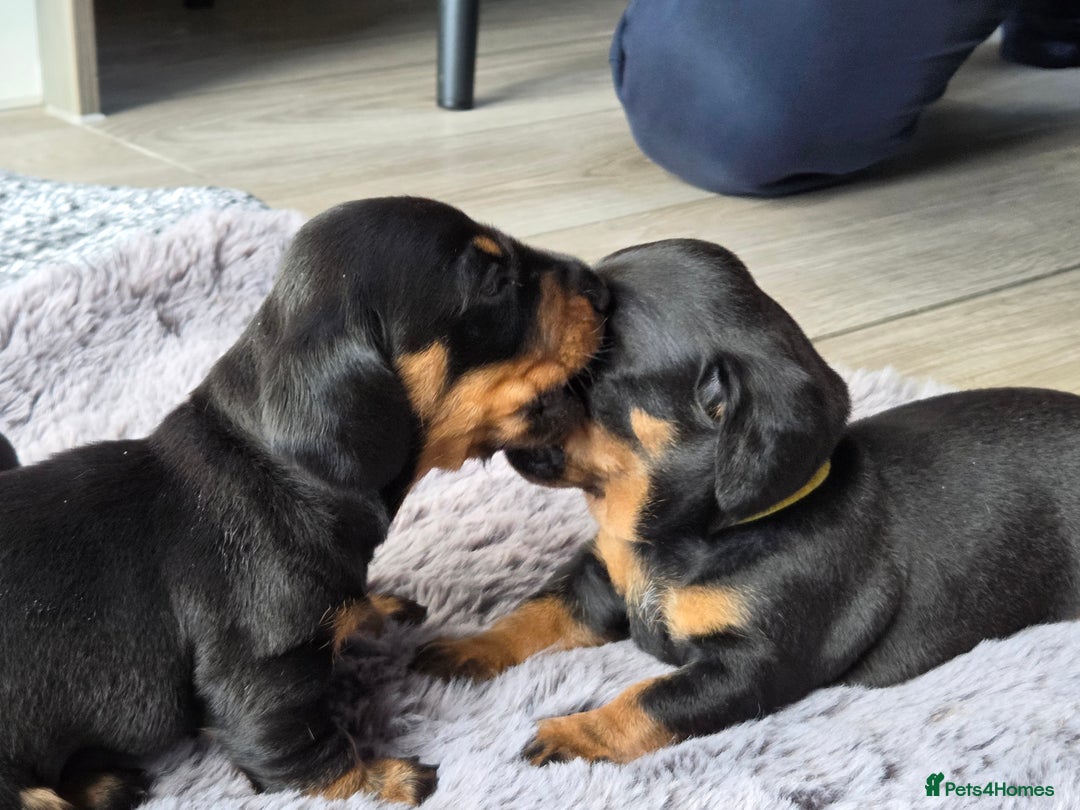 Miniature Dachshund dogs for sale: Beautiful Pedigree Miniature Dachshund Puppies - Image 5