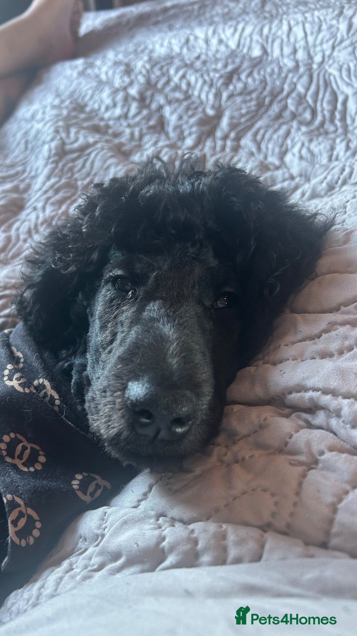 Standard Poodle dogs Sweet 6 month old standard poodle  - Advert 9