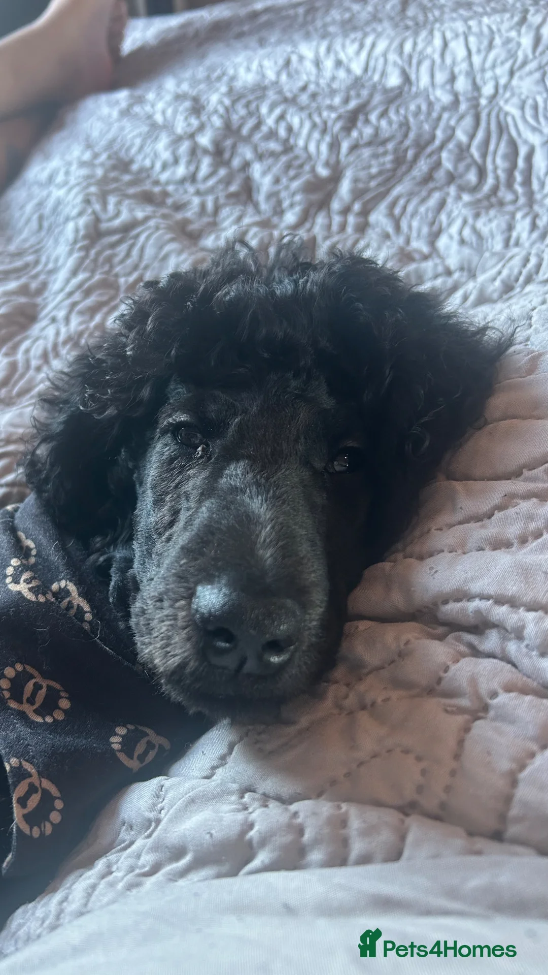 Standard Poodle dogs for sale: Sweet 6 month old standard poodle  in Leeds - Advert 1