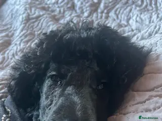 Standard Poodle dogs Sweet 6 month old standard poodle - Advert 9