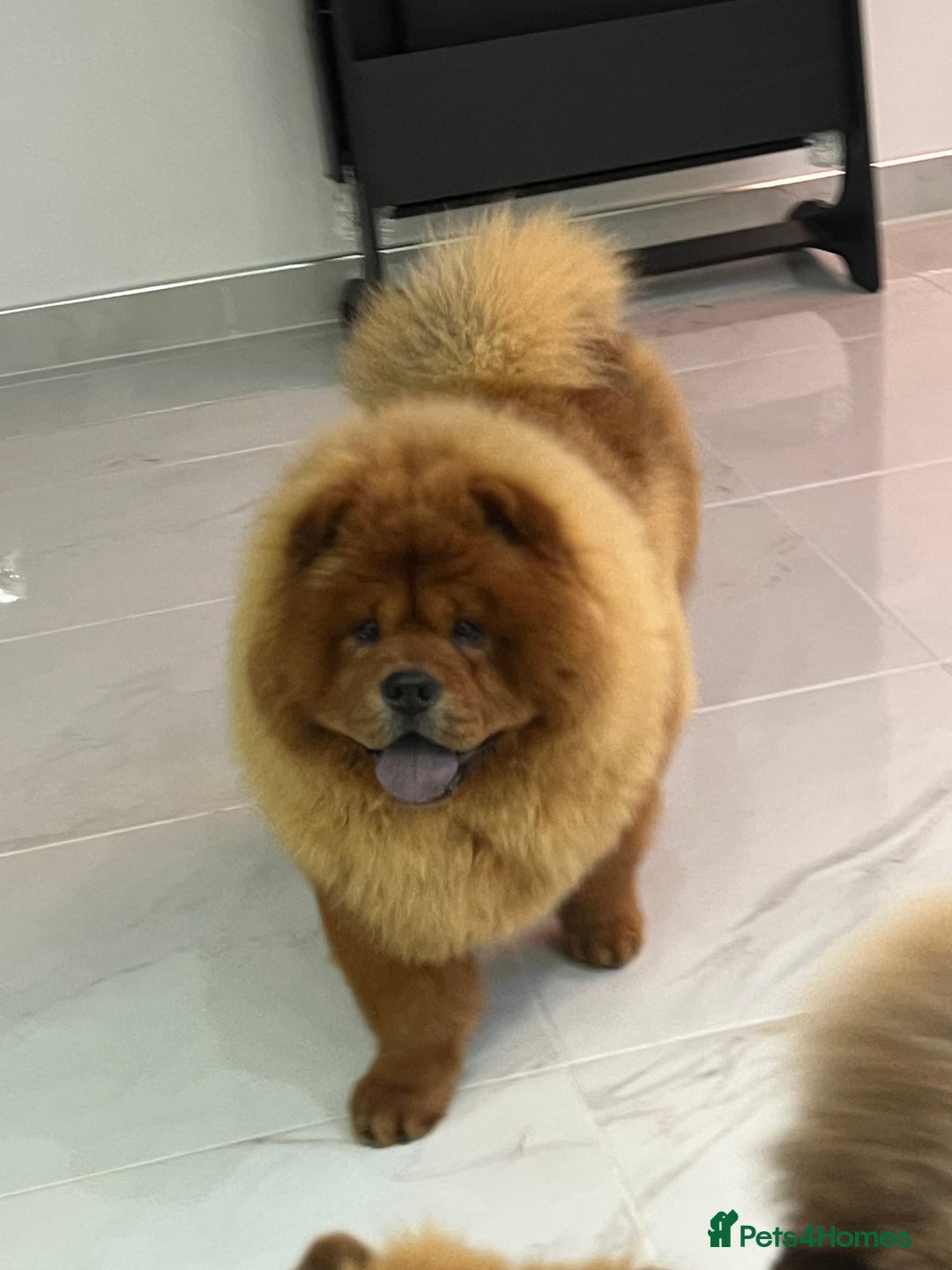 Chow Chow dogs for stud: ROLEX… son of crufts imperial champion  - Image 2