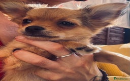 Pomchi dogs for sale: Beautiful female puppy ready now!  in Godstone - Image 35