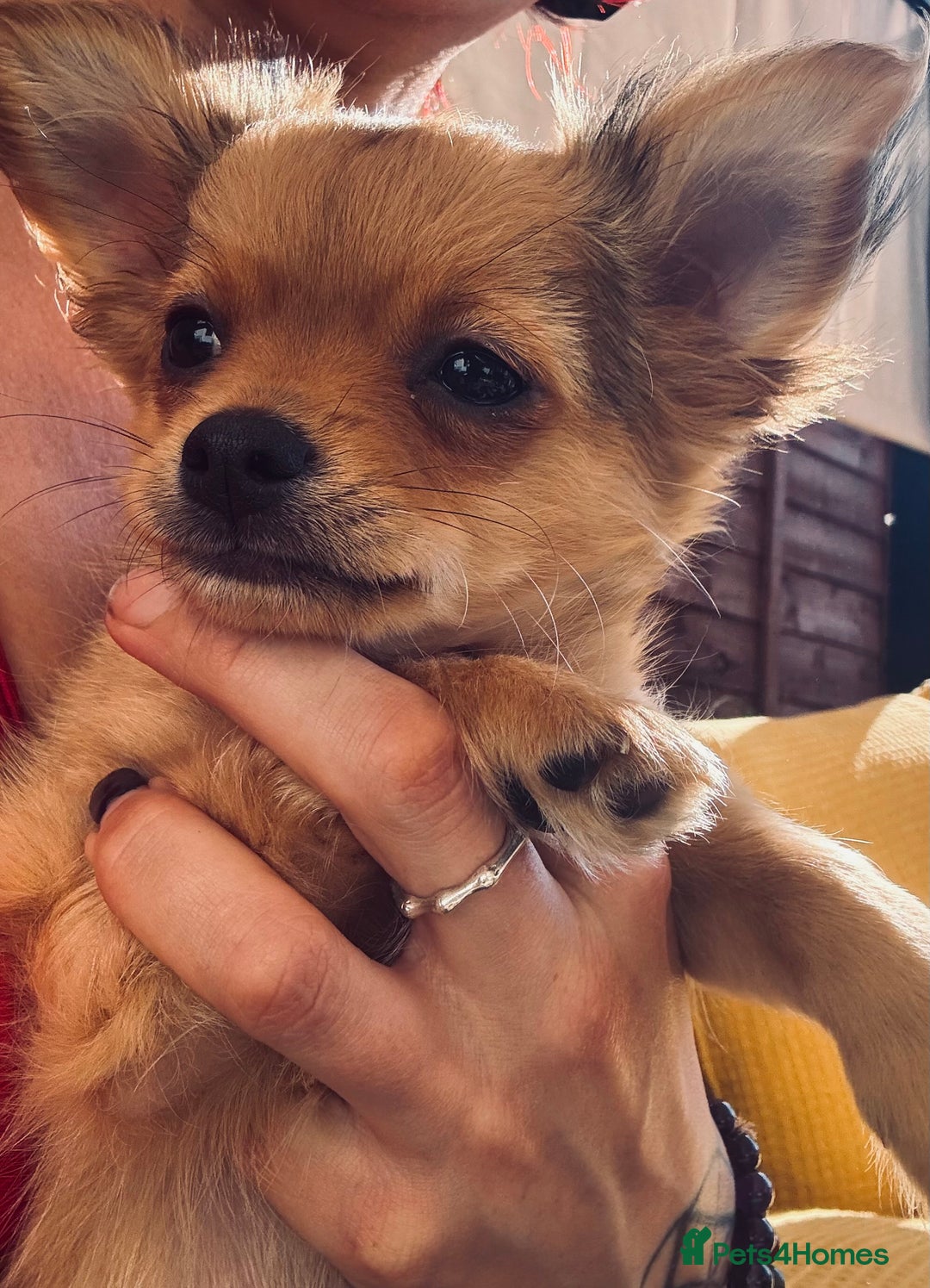 Pomchi dogs for sale: Beautiful female puppy ready now!  in Godstone - Image 35