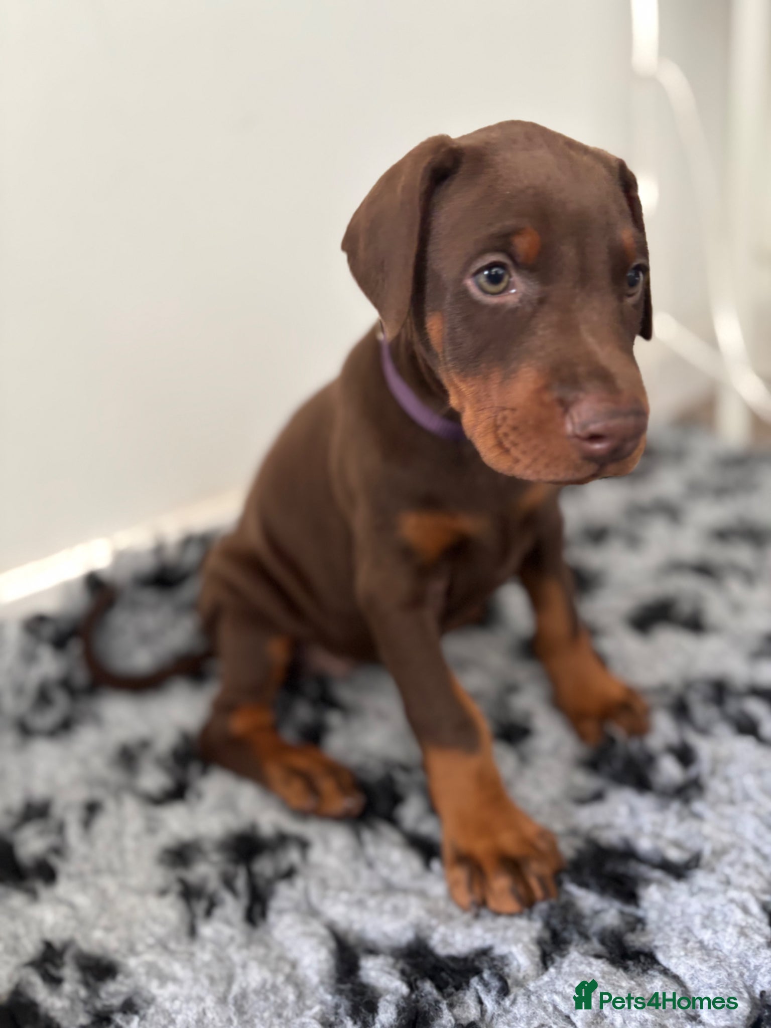 Dobermann dogs 9 Doberman Puppies- Ready to leave 6th June - Advert 5